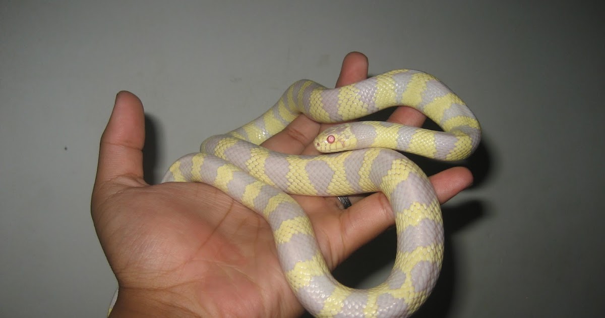 King Snake Albino Lavender.