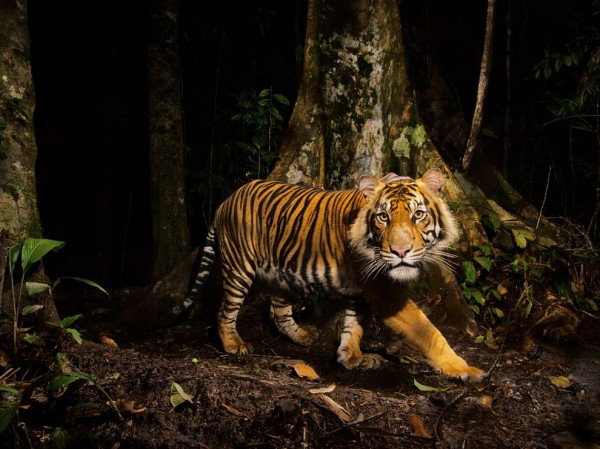 Tiger, Indonesia Tiger, Indonesia