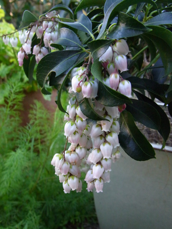 The Singing Gardener Out With The Box