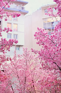Tons de rosa / Pink shades