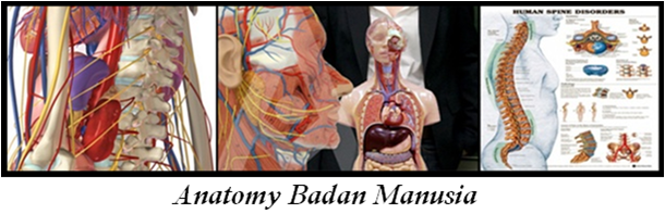 Anatomy Badan Manusia