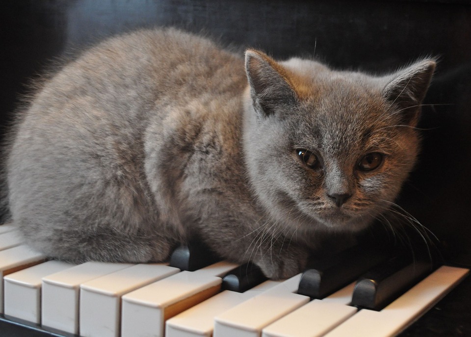 Piano Lessons for Adults Piano Lessons for Adults
