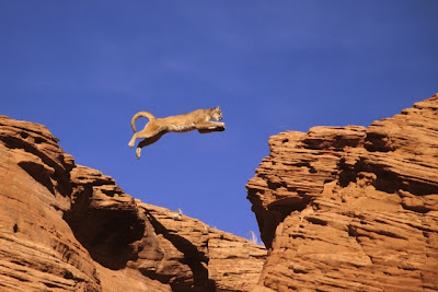 how fast can a puma run