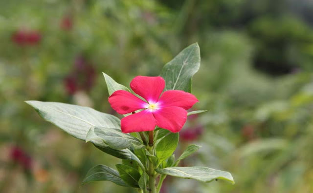 Vinca Flowers Pictures