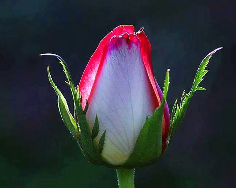 Free%20Cool%20Red%20Tulip%20Rose%20Flowers%20Images%20Wallpapers%20Online%20HD%20Pictures