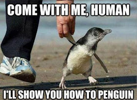 30 Funny animal captions - part 13 (30 pics), animal pictures with captions, funny memes