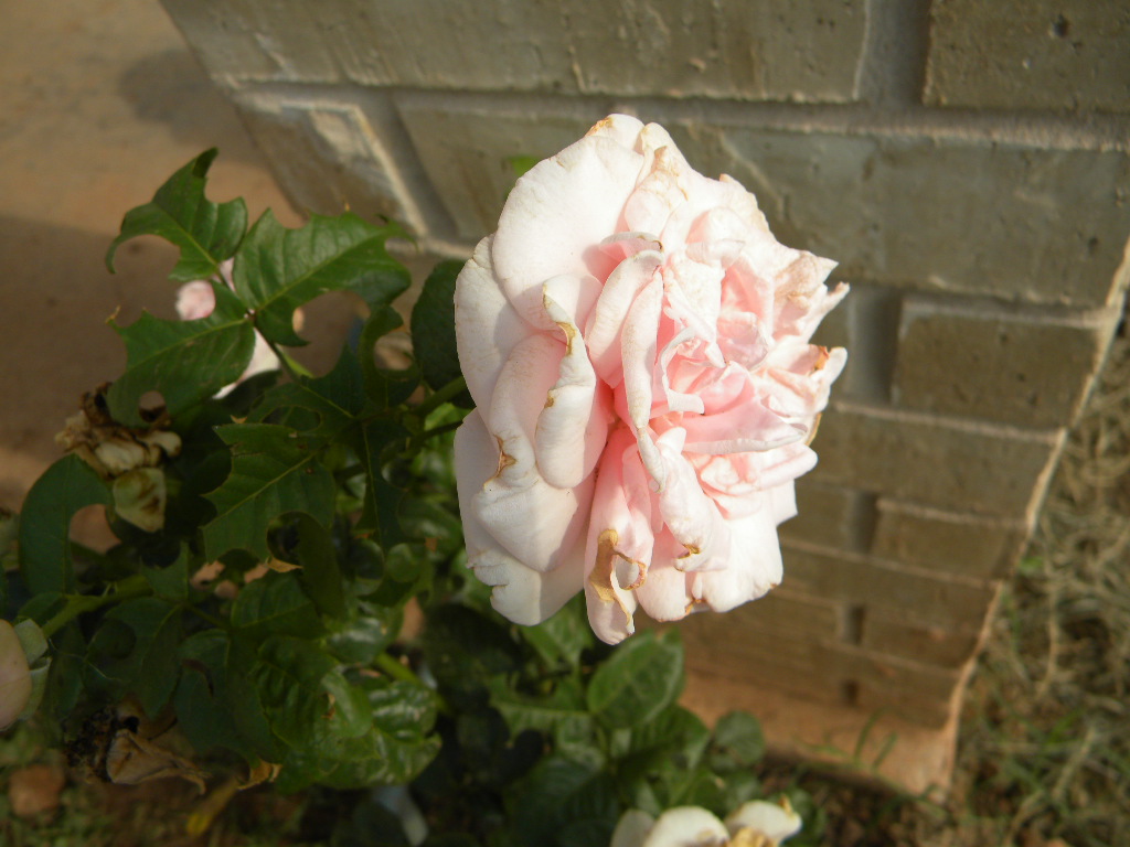 Normandy Life Photo Du Jour Pink Rose