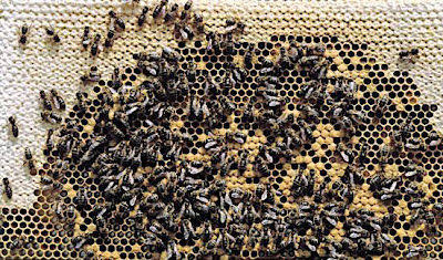 Abejas obreras en la colmena