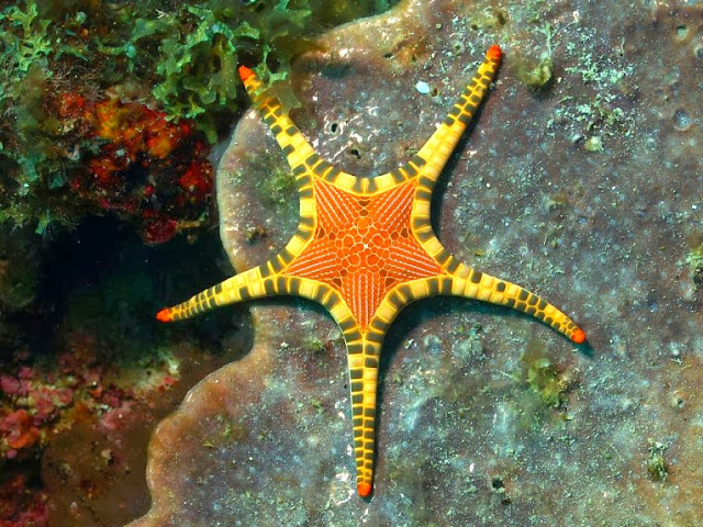 La estrella de mar que parece un mosaico Iconaster+longimanus+estrella+de+mar+mosaico
