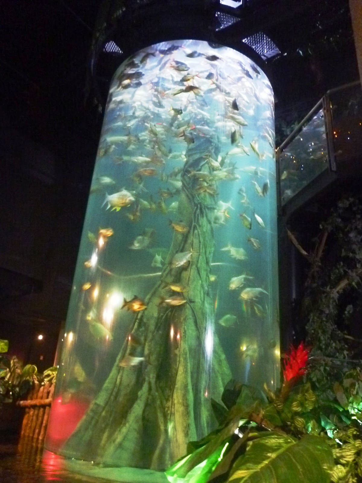 Tails of The Walking Whale KL aquaria