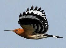 Burung Hud-hud (Hoopoe) terbang Burung Hud-hud (Hoopoe) terbang
