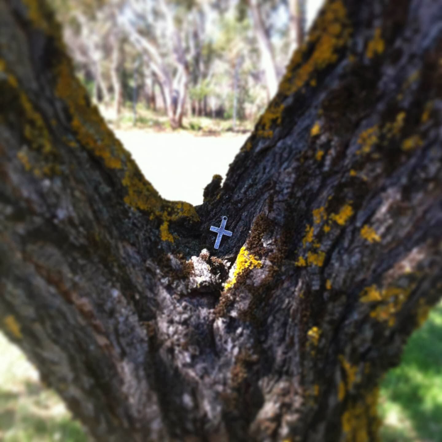 Deeper Still The tree of grief