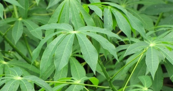 Menurut Pakar Tanaman Obat Singkong Memiliki Efek Farmakologis Sebagai