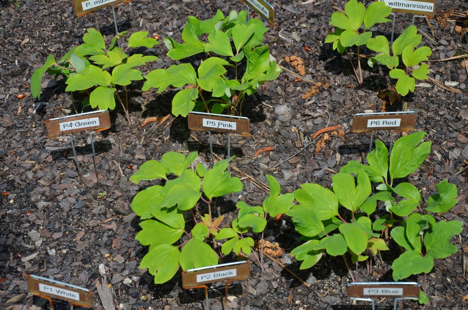 The Style of Your Life Fast delivery on All Products Item No 13 Peony