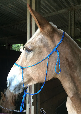 How to Make a Rope Halter