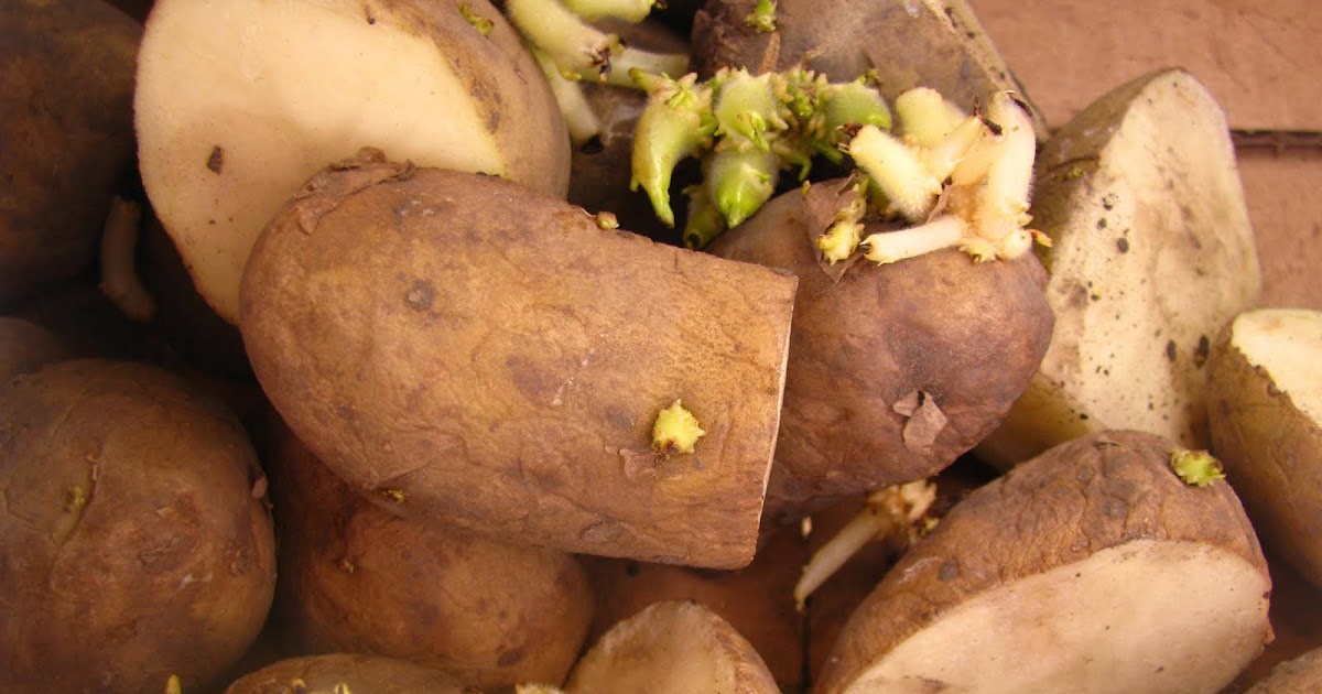 The Ochsners How to Plant Potatoes The Ochsners How to Plant Potatoes