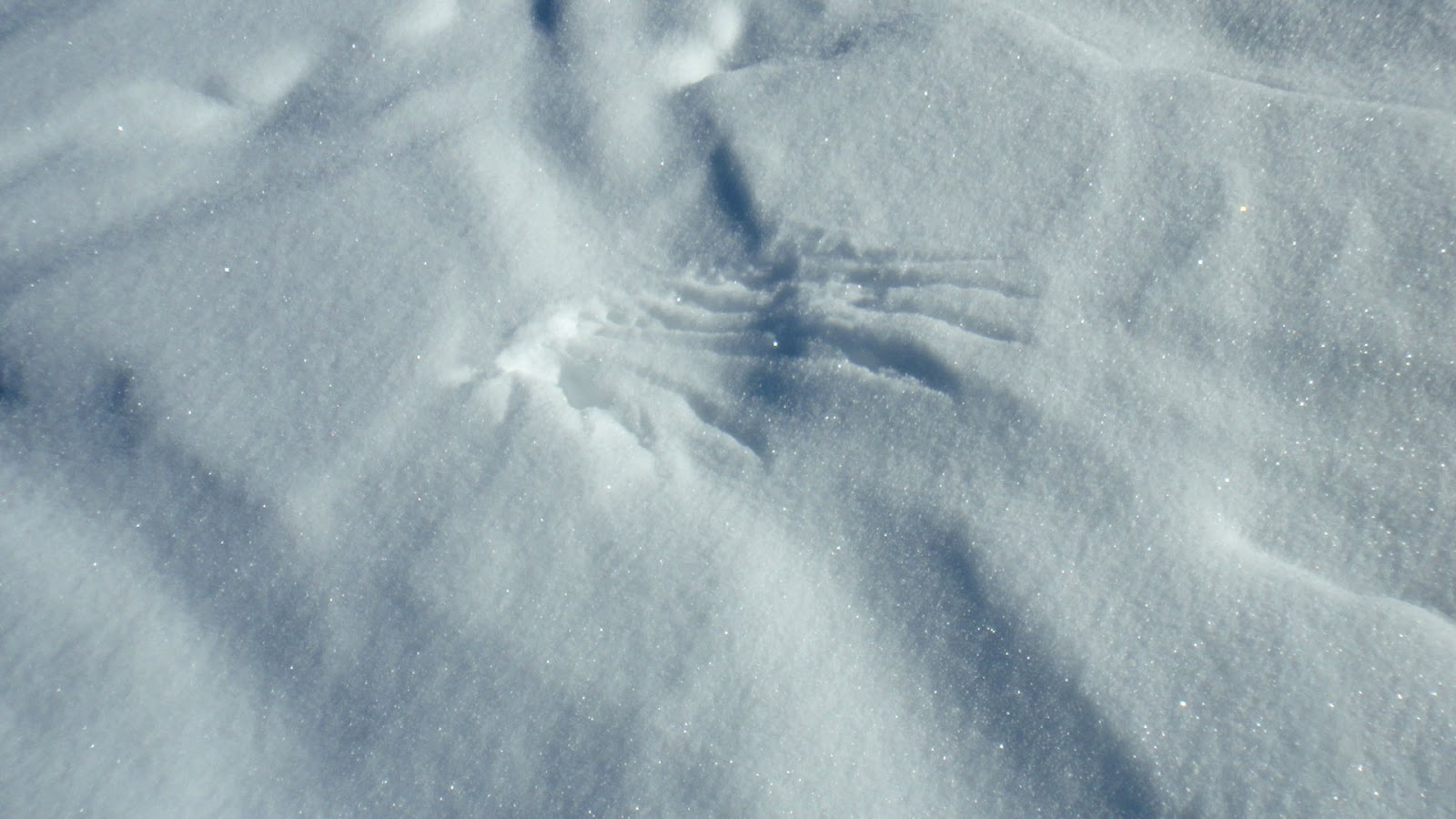 Worth Pinning Animal Tracks in the Snow Tubbs Ambassador