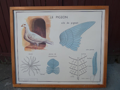 la poule le pigeon affiche scolaire rossignol