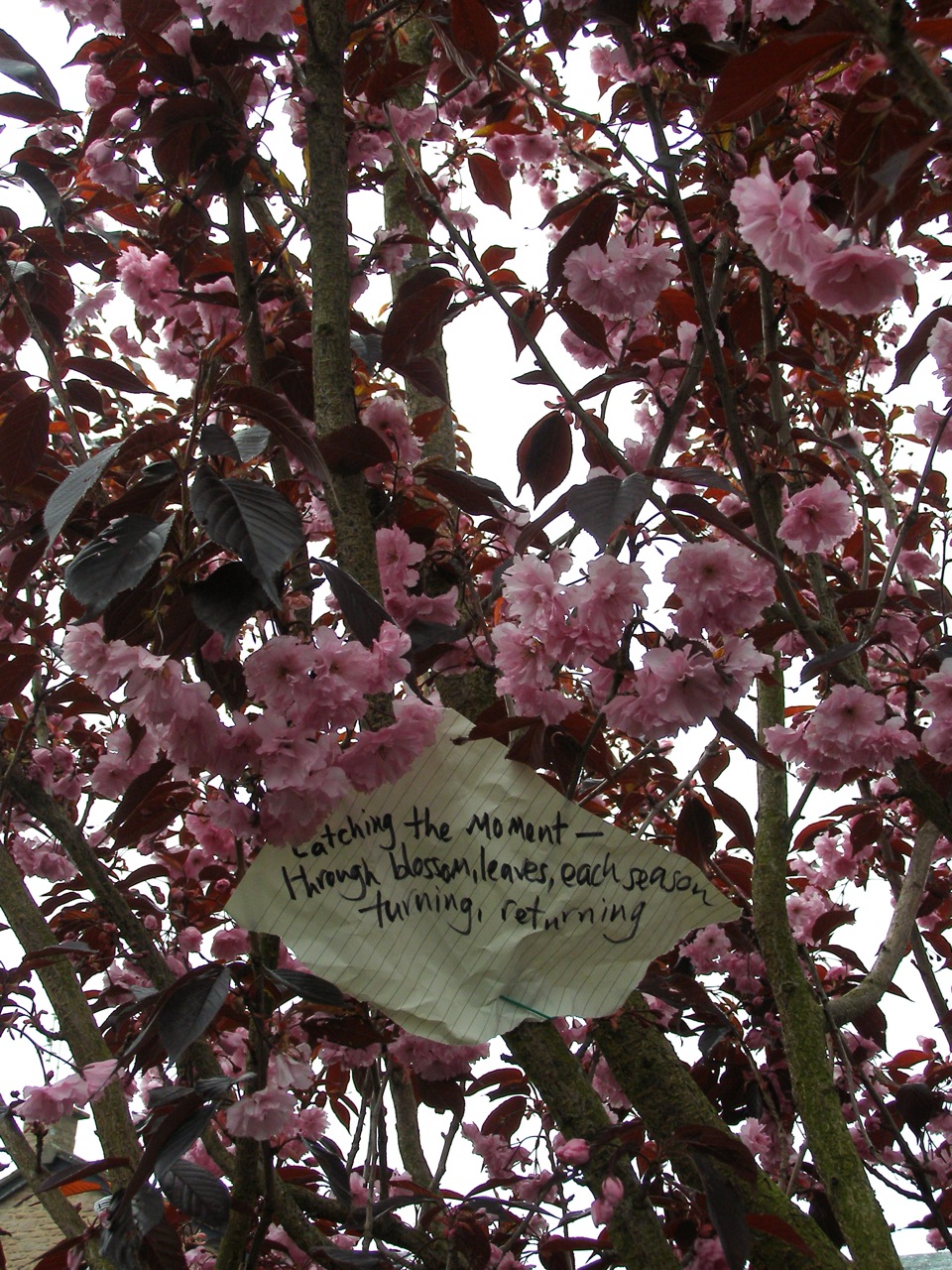 words and ideas, poetry and images haiku. looking forward, back