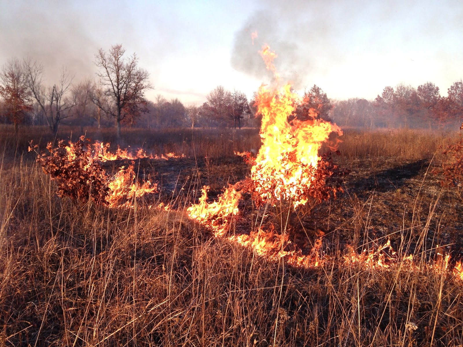 Vestal Grove Burn at Somme Prairie Grove Quick Report