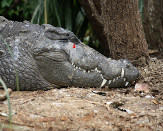 Mãe Dilmais chora lágrimas de crocodilo do PT Dilma, Mãe do petrolão chorando lagrimas de crocodilo do PT que assaltou o Brasil