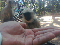me with monkey