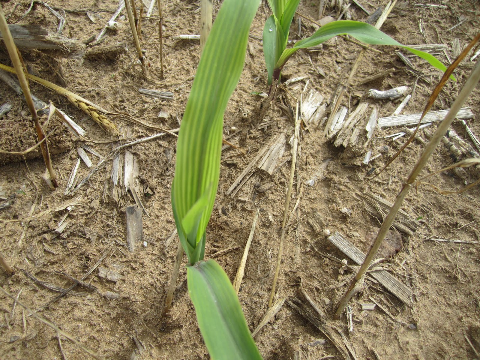 Grain Crops Update Images of Temporary Sulfur Deficiency in Corn