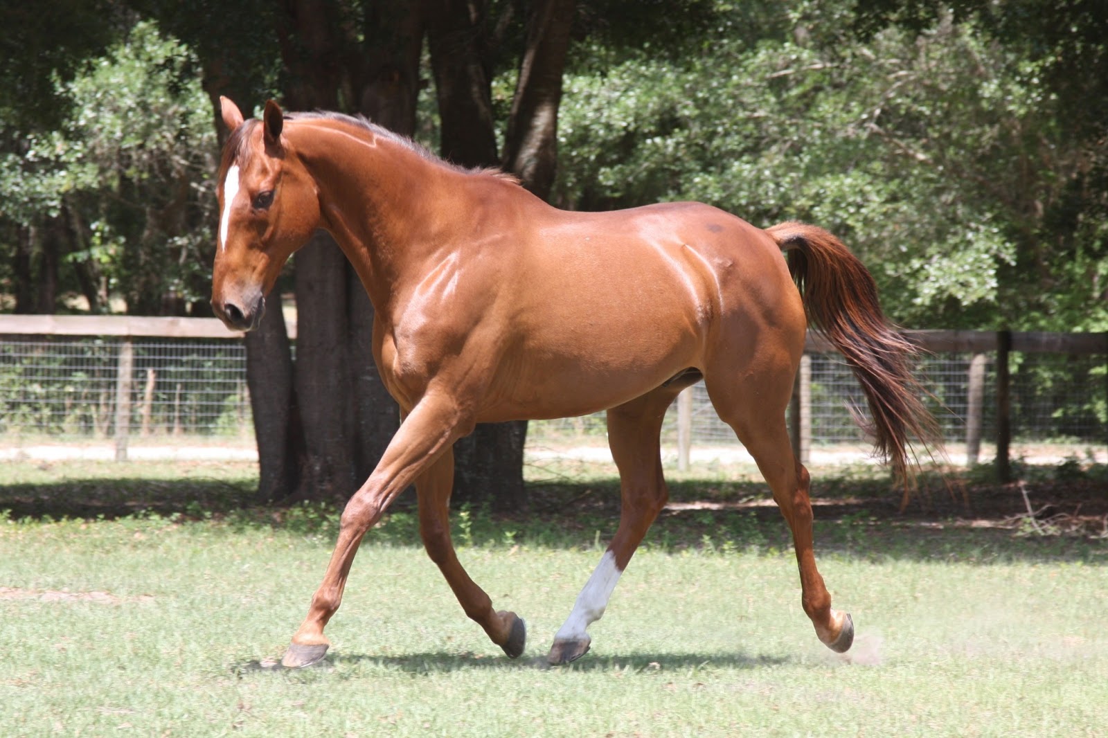 Purina Equine Research Blog From our farm to yours. Feeding for Shine