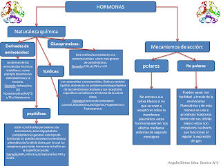 Mecanismo de accion de las hormonas no esteroideas