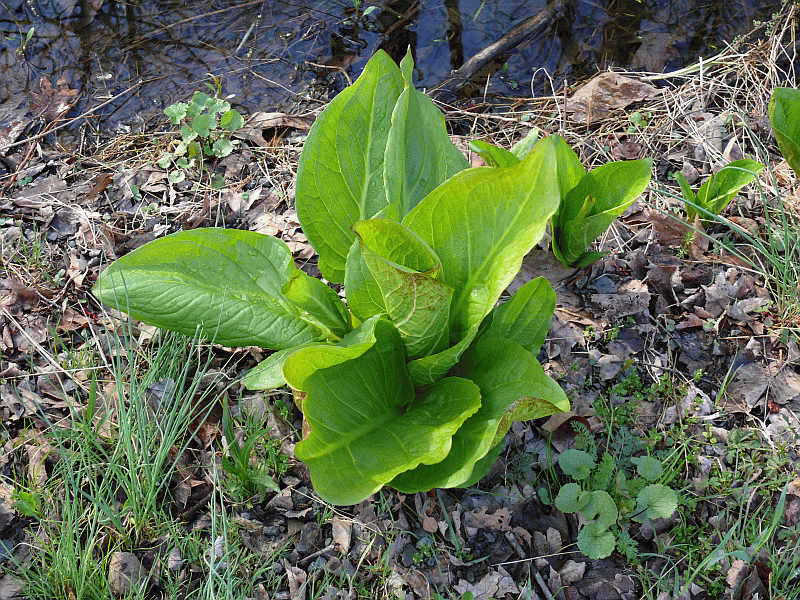 Skunk Cabbage Hudson Valley Geologist