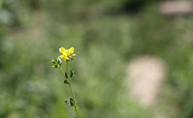 Birds-Foot Trefoil Flowers Birds-Foot Trefoil Flowers
