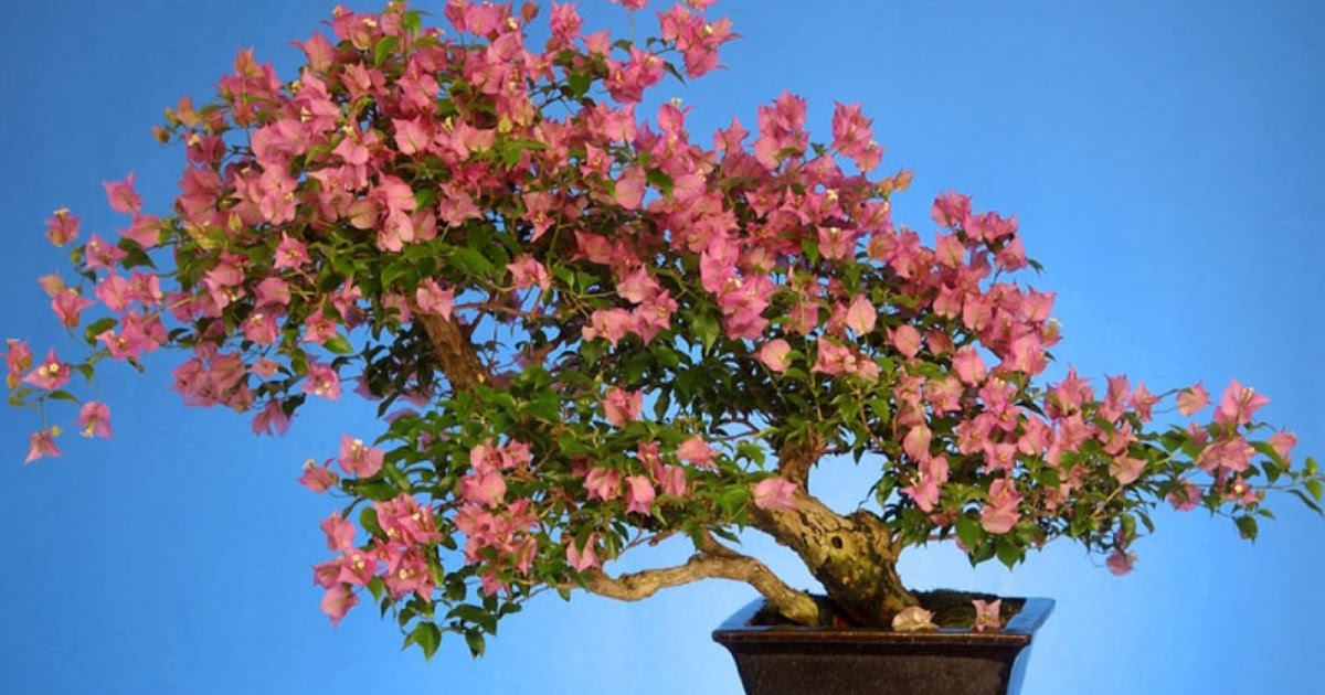 World's Best Wallpapers: Beautiful Flowers Full HD Wallpapers