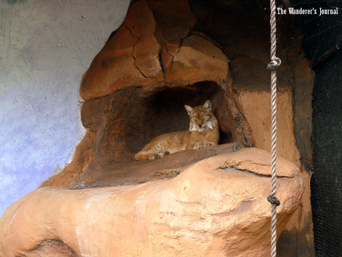 The Wanderer's Journal: Checking Out the Batu Secret Zoo, Malang