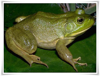 Bullfrog Animal Pictures
