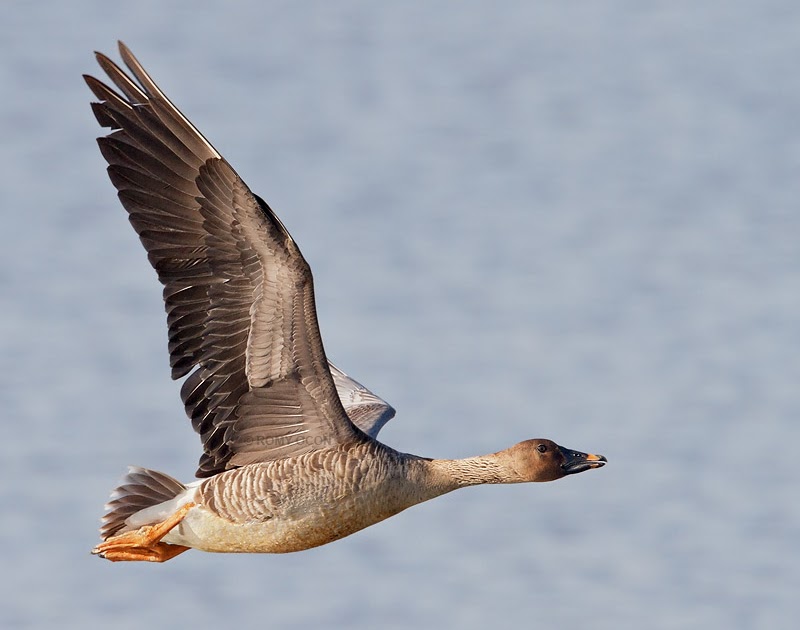 Romy Ocon's Wild Birds of the Philippines The rare Tundra Bean Goose