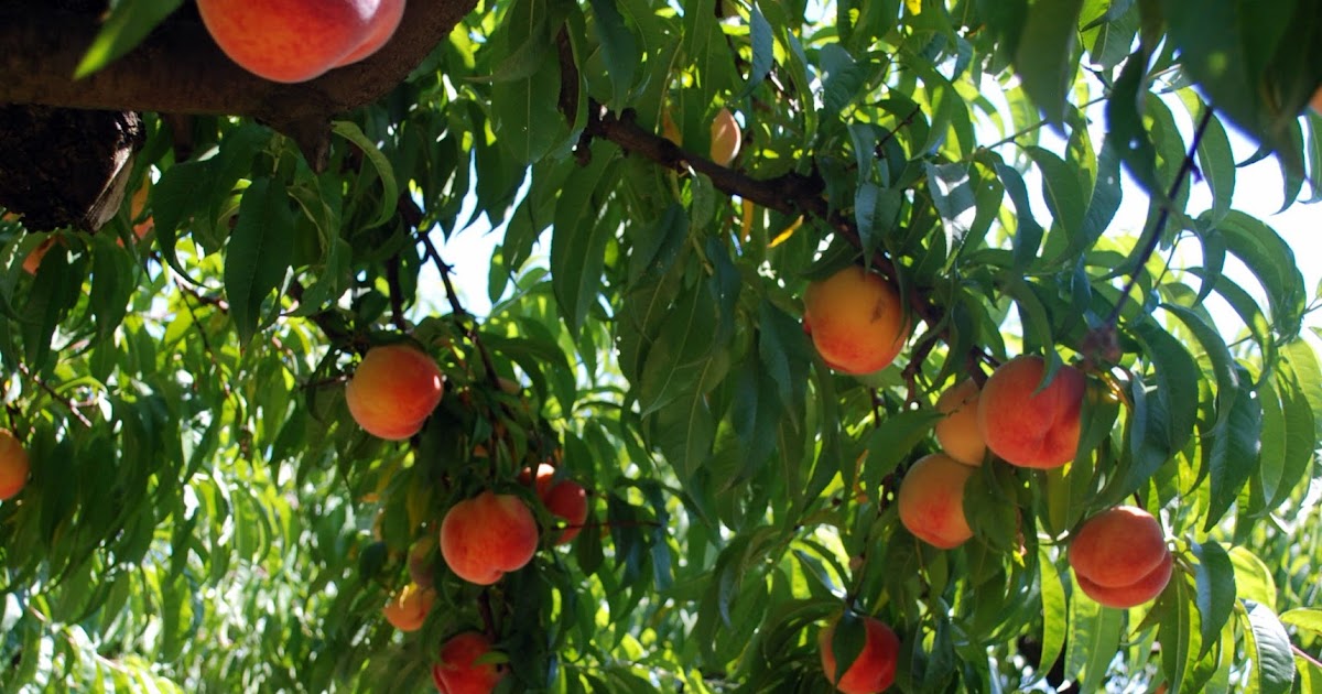 the farmer's wife RED HAVEN PEACHES