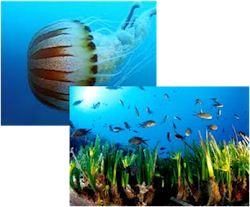 Charla Medio Ambiental " Posidonia oceánica y Medusas del Mediterráneo"