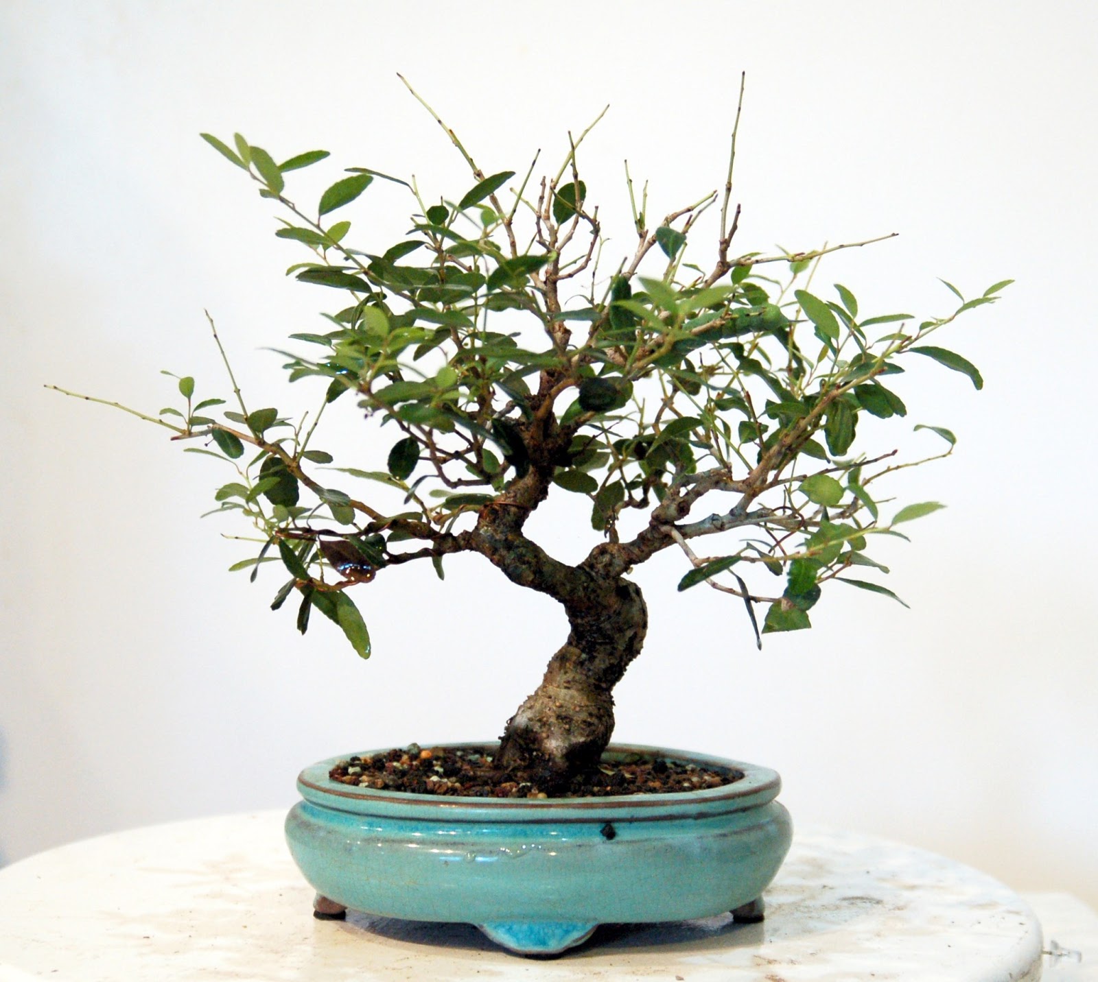 Heart of Texas Bonsai Dwarf Yaupon Holly 10 stop chewing my tree!