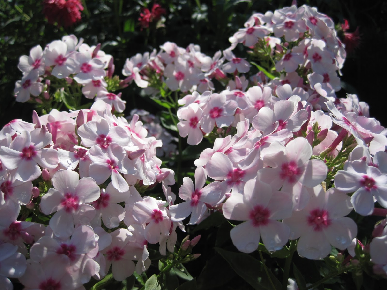 Enjoying My Garden: August 2013 Photo Dump (includes some from July)