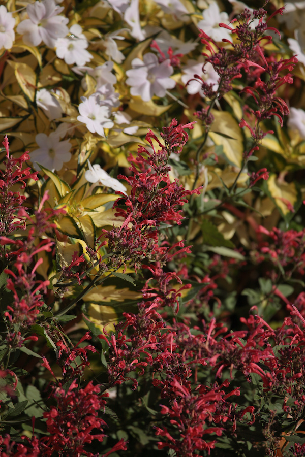 Its Time Spirea Butterfly Bush And Lifting A Tree S Canopy