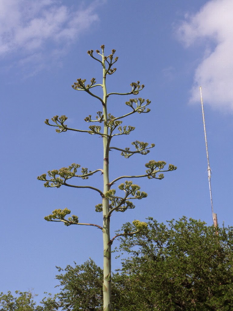 Through a Glass, Darkly Century Plant in Bloom
