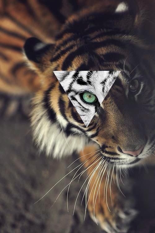 Eye Tiger