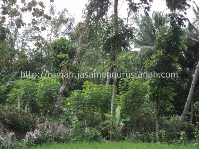 Tanah Pekarangan Pinggir kali/sungai dijual | Rumah Jogja | Tanah Jogja