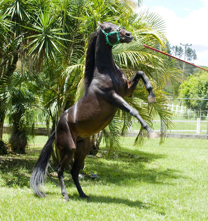 ROBERTO CARLOS SEMENTAL DEL HARAS VISTA HERMOSA