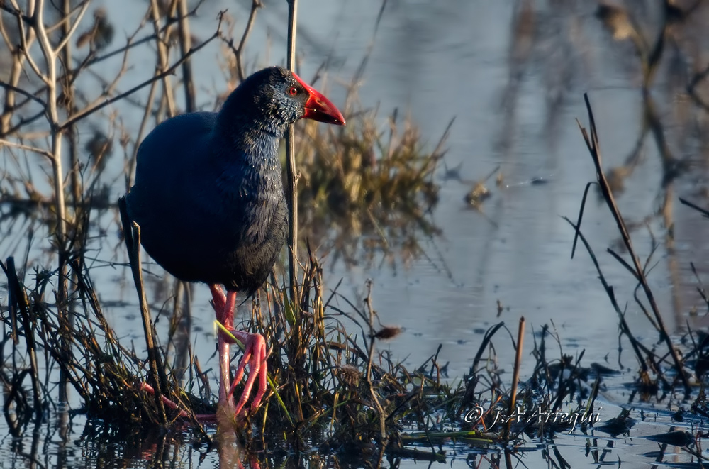 Calamon, Porphyrio porphyrio, Purple Swamphen Calamon, Porphyrio porphyrio, Purple Swamphen