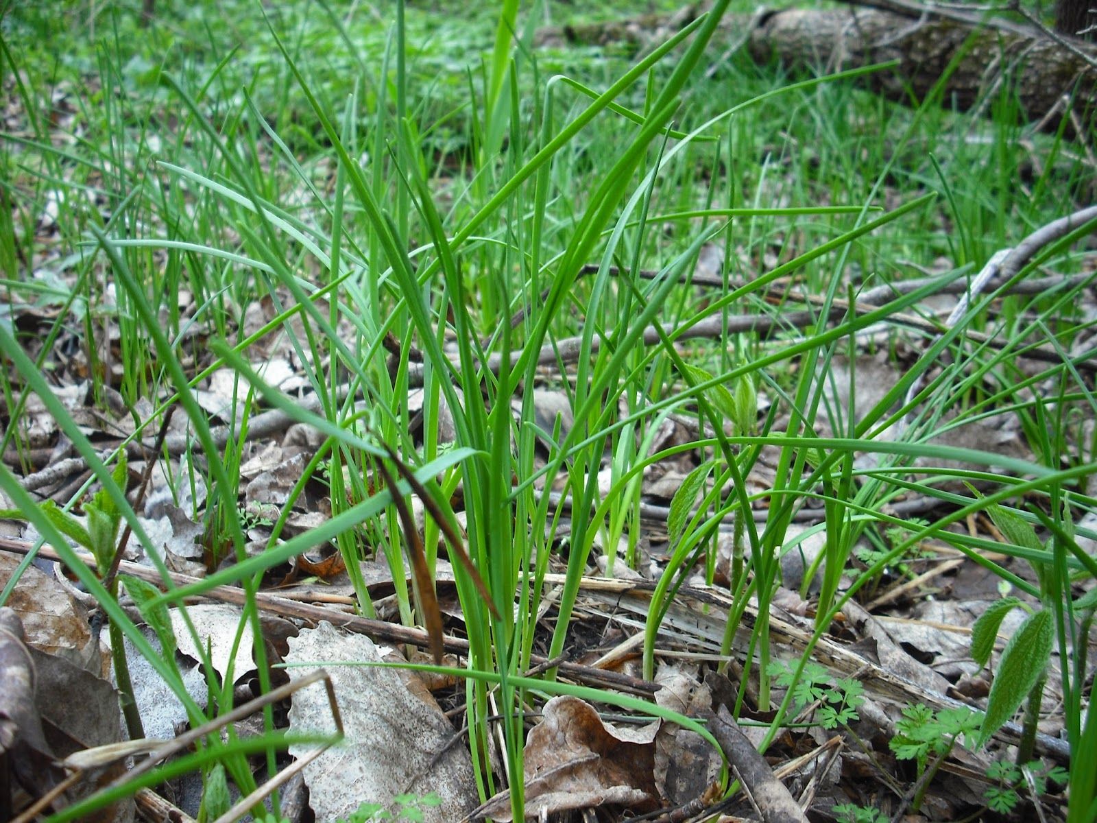 Way of the Buffalo Wild Onion