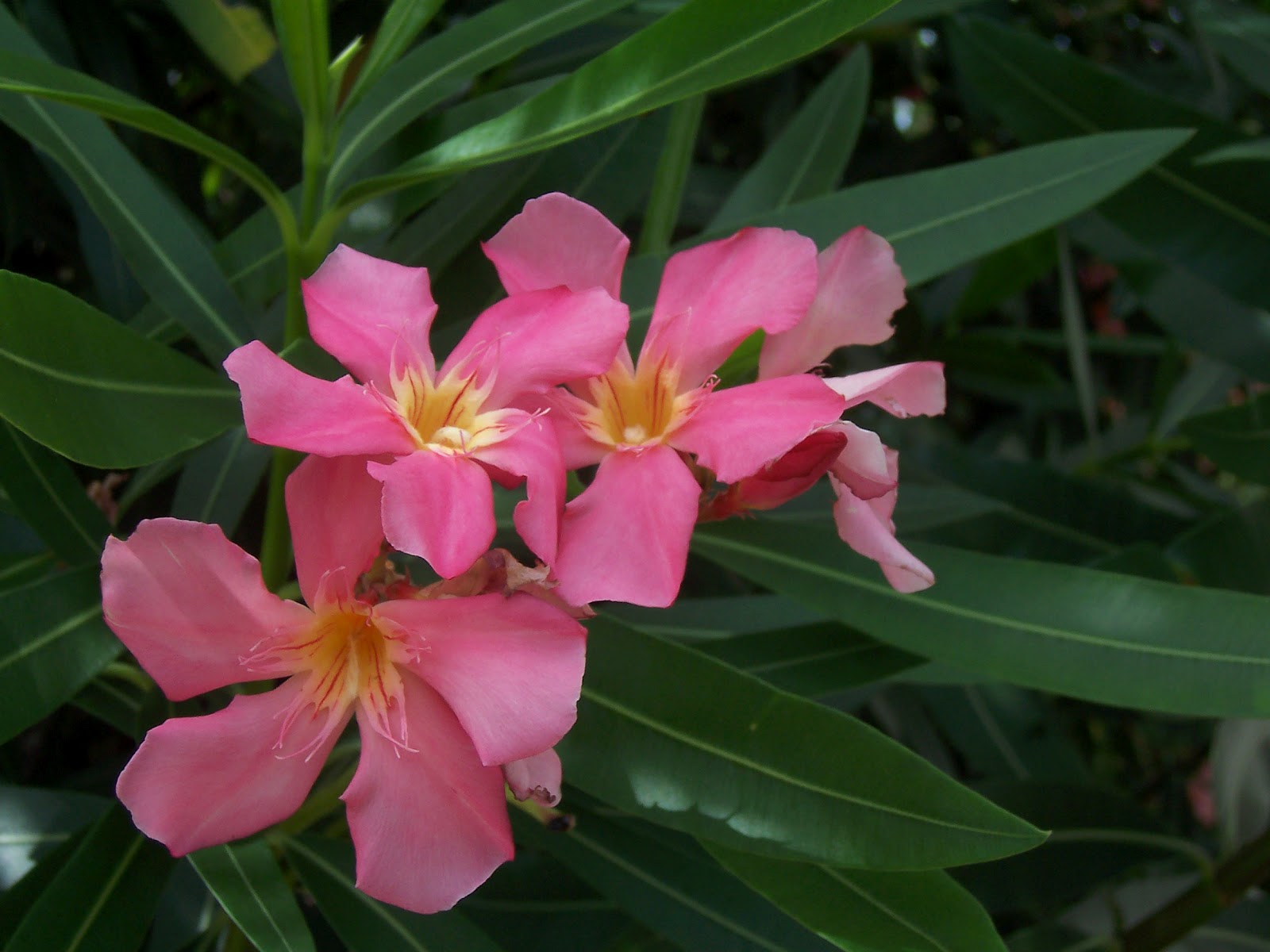 Aloha Hawaiian Flowers