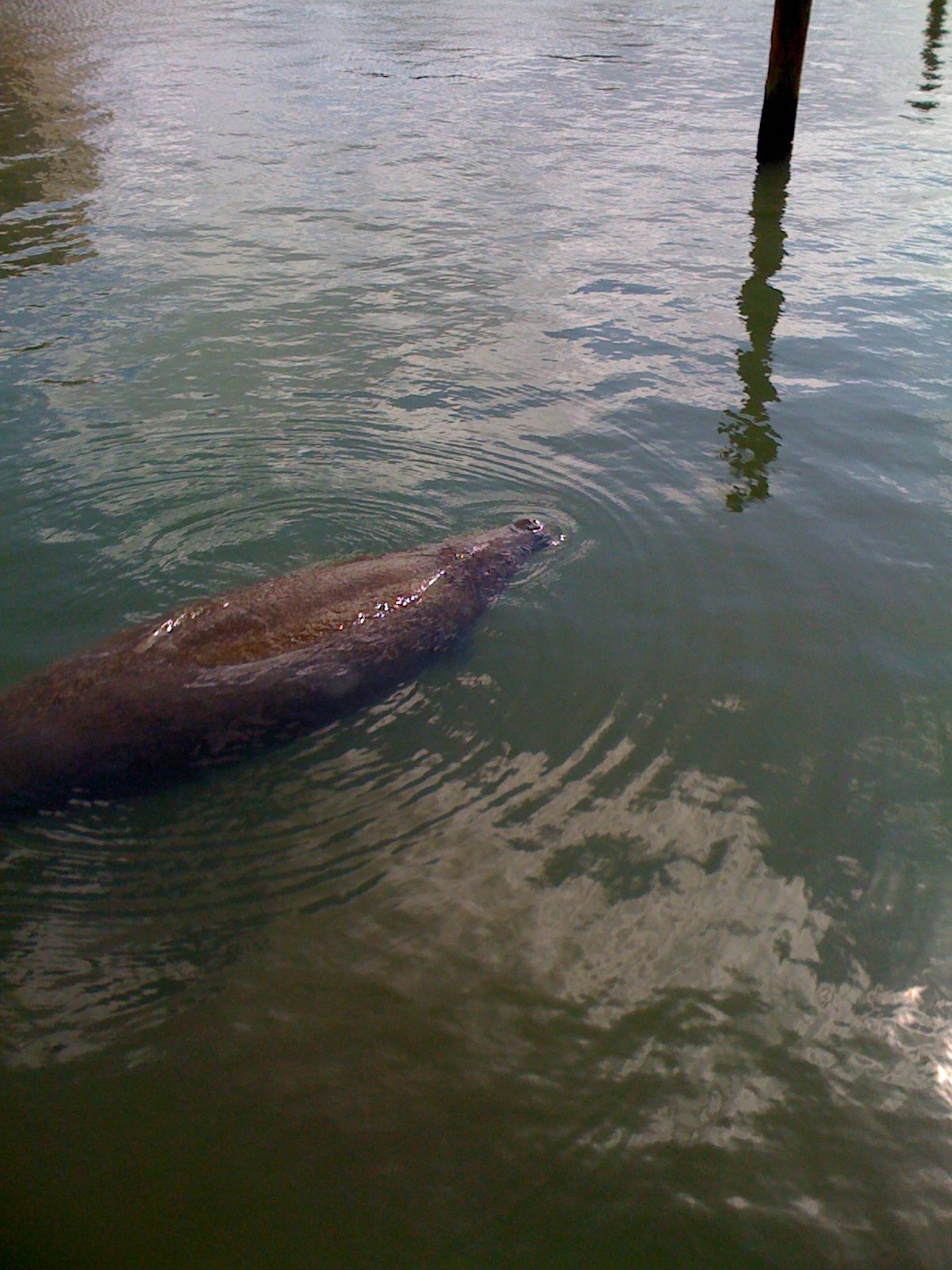 Paddleboard Excursions: Manatee season is here again!
