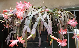 Cactos Flor de Maio 