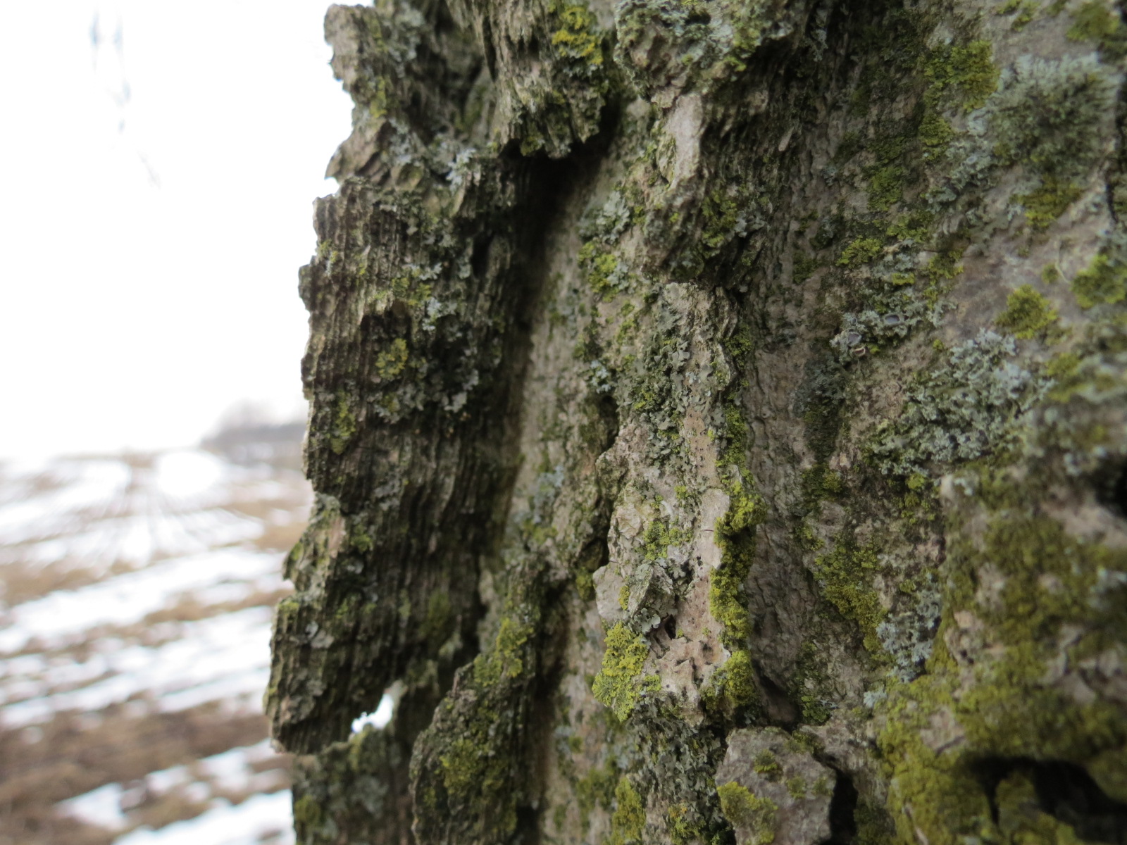 Weedpicker's Journal What is an Esker?